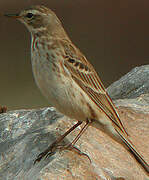 Water Pipit