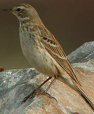 Pipit spioncelle