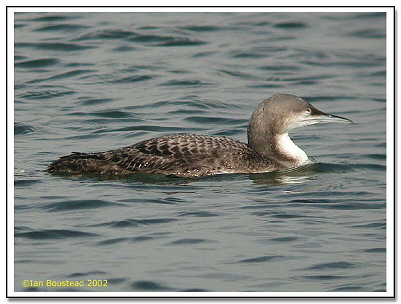 Pacific Loon