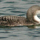 Plongeon du Pacifique