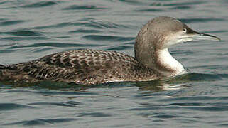 Plongeon du Pacifique