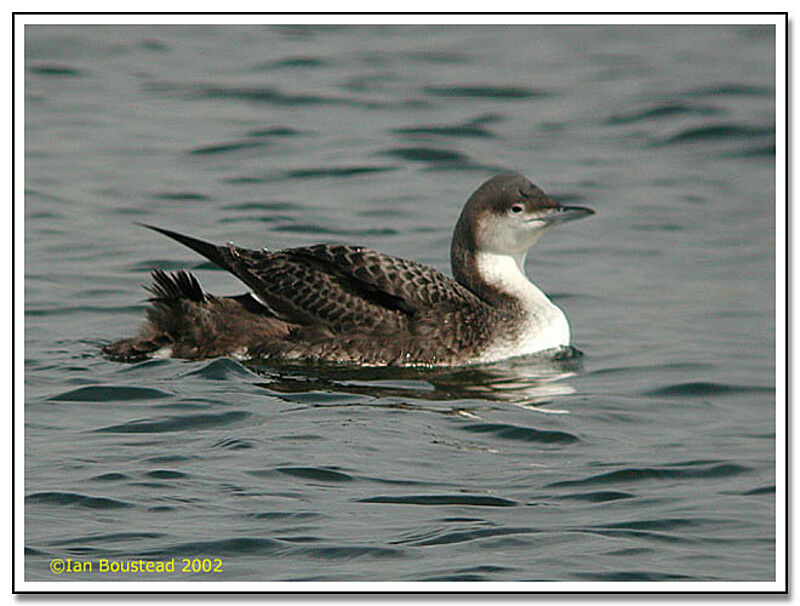 Plongeon du Pacifique