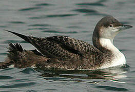 Pacific Loon