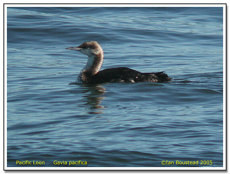 Plongeon du Pacifique