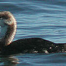 Plongeon du Pacifique
