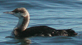 Pacific Loon