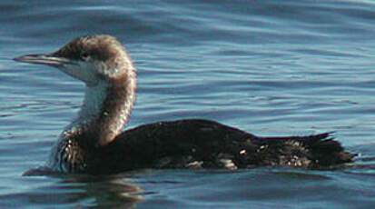 Plongeon du Pacifique