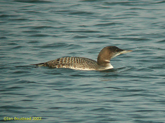 Common Loon