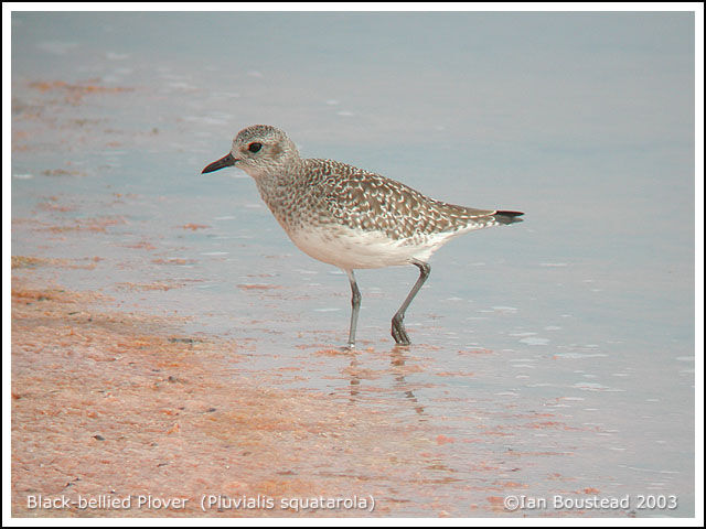 Grey Plover