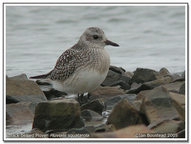 Grey Plover