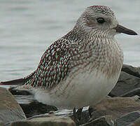 Grey Plover