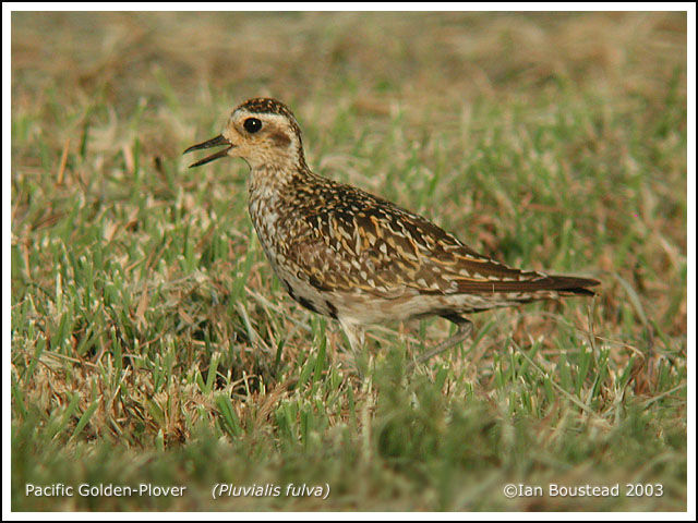 Pacific Golden Plover