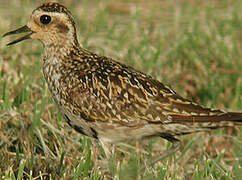 Pacific Golden Plover