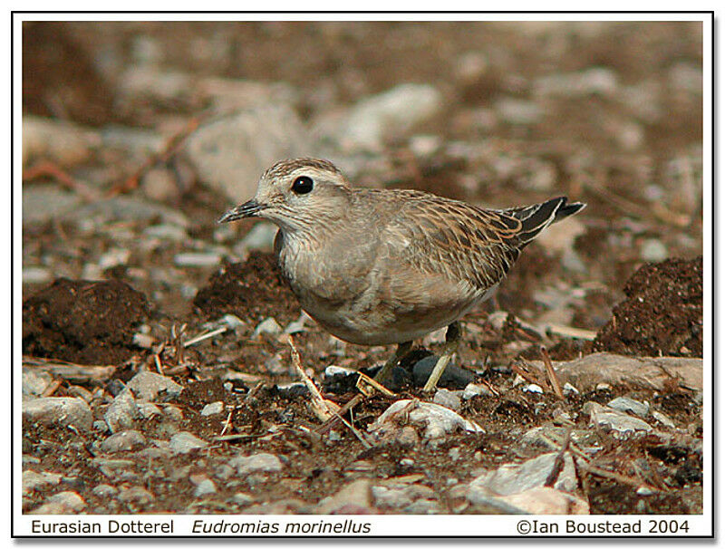 Eurasian Dotterel