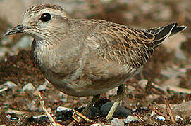 Eurasian Dotterel