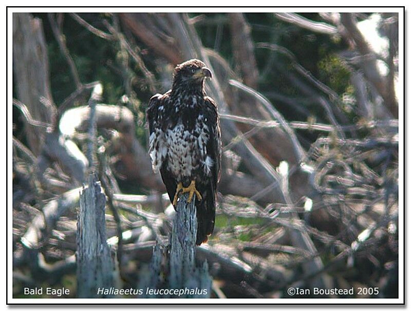 Bald Eagle