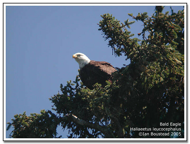 Bald Eagle