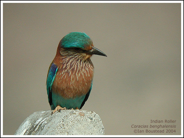 Indian Roller