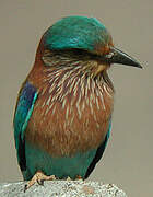 Indian Roller