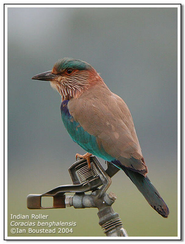 Indian Roller