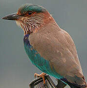 Indian Roller