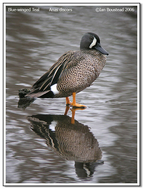 Sarcelle à ailes bleues