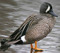 Blue-winged Teal