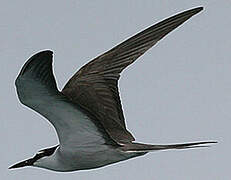 Bridled Tern