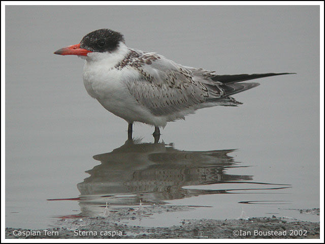 Caspian Tern