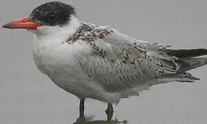 Caspian Tern