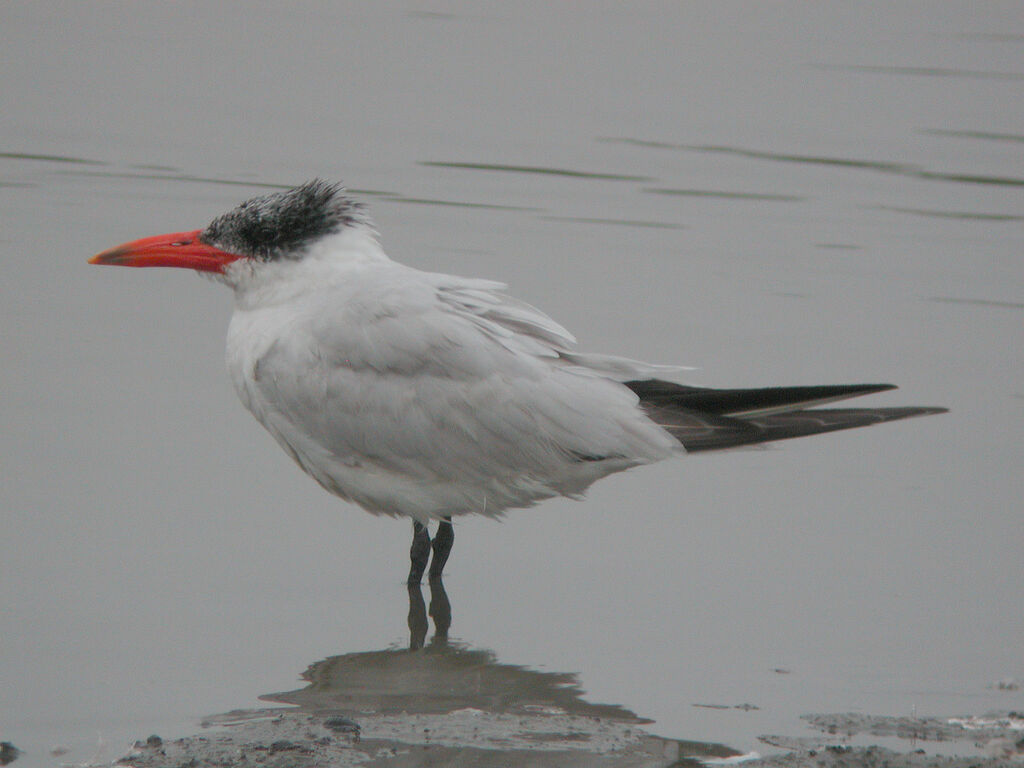 Caspian Tern