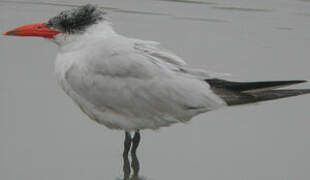 Caspian Tern