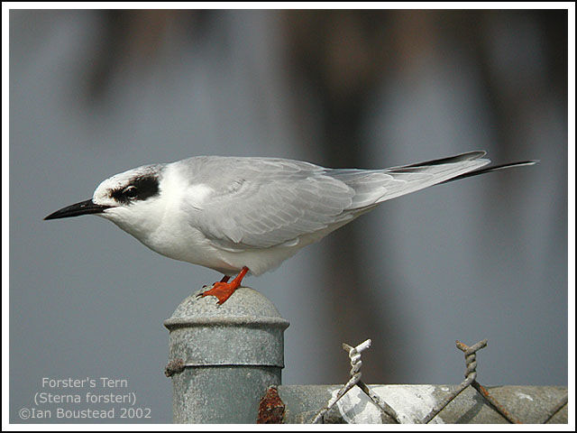 Forster's Tern