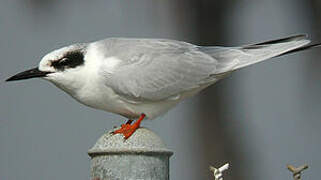 Forster's Tern