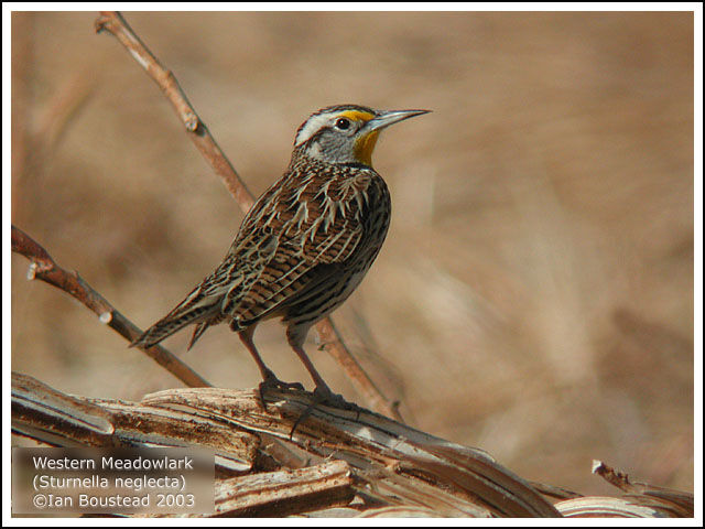 Western Meadowlark