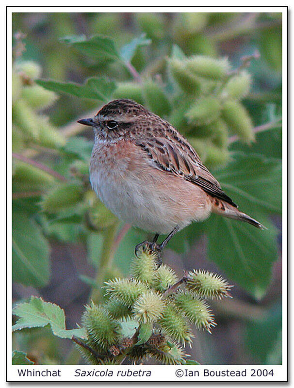 Whinchat