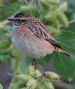 Whinchat