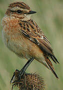 Whinchat