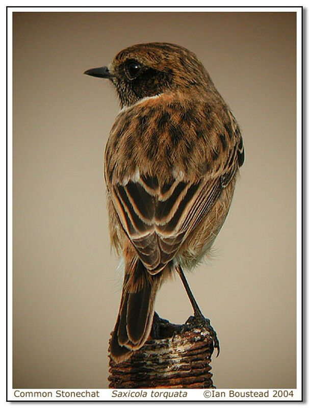 European Stonechat