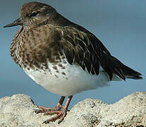 Black Turnstone