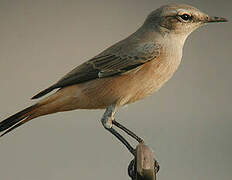 Red-tailed Wheatear