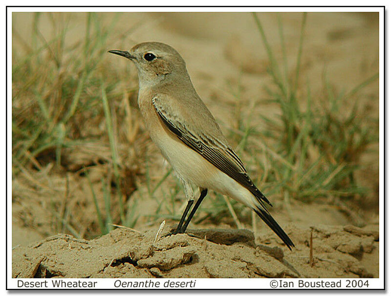 Desert Wheatear