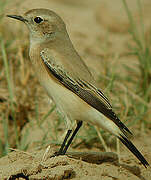 Desert Wheatear