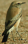 Desert Wheatear