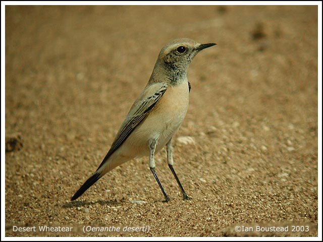 Desert Wheatear