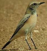 Desert Wheatear