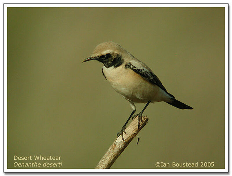 Desert Wheatear male adult