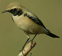 Desert Wheatear