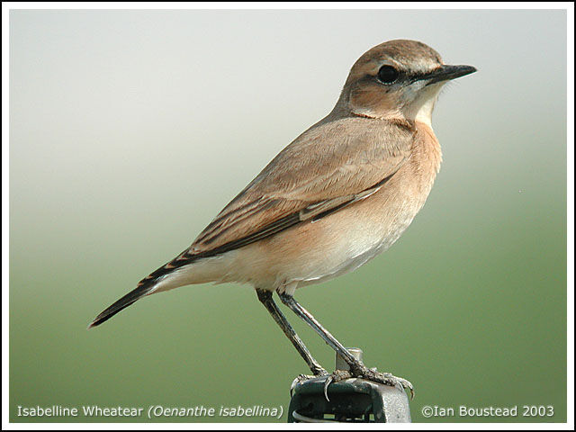 Isabelline Wheatear