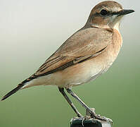 Isabelline Wheatear